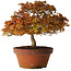 Acer palmatum Kashima, 33 cm, ± 25 anni, con nebari di 6 cm