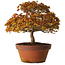 Acer palmatum Kashima, 33 cm, ± 25 ans, avec un nebari de 6 cm