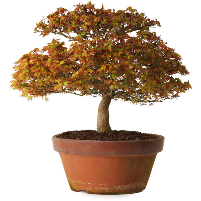 Acer palmatum Kashima, 33 cm, ± 25 años, con un nebari de 6 cm.