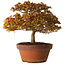 Acer palmatum Kashima, 33 cm, ± 25 Jahre alt, mit einem Wurzelhals von 6 cm