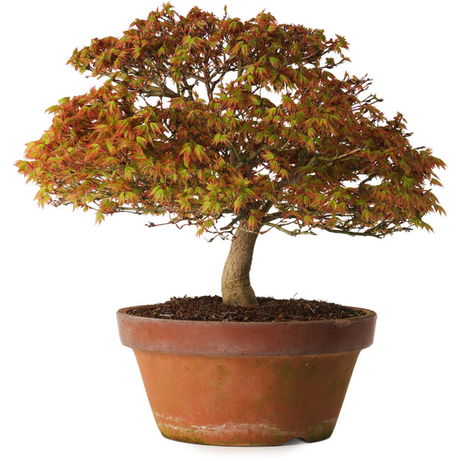 Acer palmatum Kashima, 33 cm, ± 25 anni, con nebari di 6 cm
