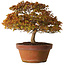 Acer palmatum Kashima, 33 cm, ± 25 jaar oud, met een nebari van 6 cm