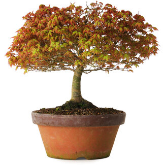 Acer palmatum Kashima, 33 cm, ± 25 Jahre alt