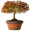 Acer palmatum Kashima, 33 cm, ± 25 years old, with a nebari of 6 cm