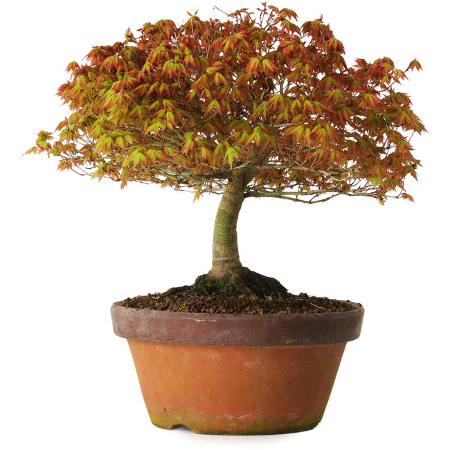 Acer palmatum Kashima, 33 cm, ± 25 years old, with a nebari of 6 cm
