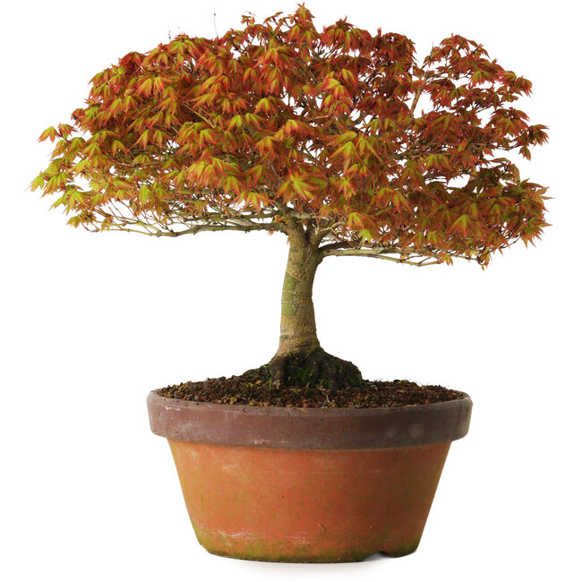 Acer palmatum Kashima, 33 cm, ± 25 years old, with a nebari of 6 cm