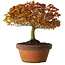 Acer palmatum Kashima, 33 cm, ± 25 anni, con nebari di 6 cm