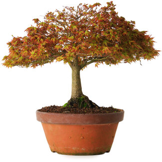 Acer palmatum Kashima, 33 cm, ± 25 anni
