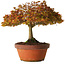 Acer palmatum Kashima, 33 cm, ± 25 jaar oud, met een nebari van 6 cm