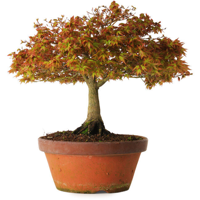 Acer palmatum Kashima, 33 cm, ± 25 Jahre alt, mit einem Wurzelhals von 6 cm