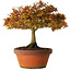 Acer palmatum Kashima, 33 cm, ± 25 Jahre alt, mit einem Wurzelhals von 6 cm
