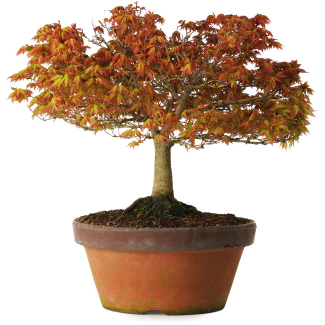 Acer palmatum Kashima, 33 cm, ± 25 Jahre alt, mit einem Wurzelhals von 6 cm