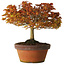 Acer palmatum Kashima, 33 cm, ± 25 years old, with a nebari of 6 cm