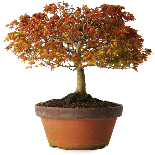 Acer palmatum Kashima, 33 cm, ± 25 jaar oud, met een nebari van 6 cm