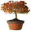 Acer palmatum Kashima, 33 cm, ± 25 años, con un nebari de 6 cm.