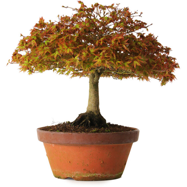 Acer palmatum Kashima, 33 cm, ± 25 years old, with a nebari of 6 cm