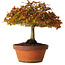Acer palmatum Kashima, 33 cm, ± 25 años, con un nebari de 6 cm.