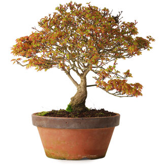 Acer palmatum Kashima, 33 cm, ± 25 years old