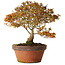 Acer palmatum Kashima, 33 cm, ± 25 Jahre alt, mit einem Wurzelhals von 6 cm