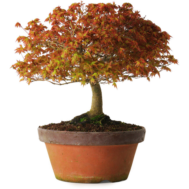 Acer palmatum Kashima, 33 cm, ± 25 jaar oud, met een nebari van 6 cm