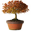 Acer palmatum Kashima, 33 cm, ± 25 years old, with a nebari of 6 cm