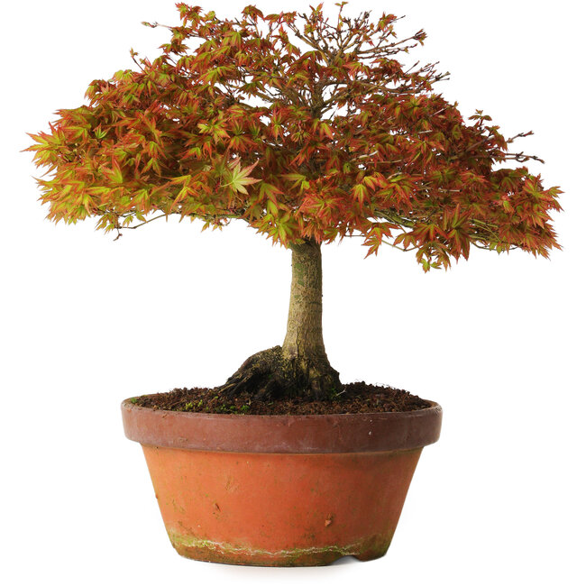 Acer palmatum Kashima, 33 cm, ± 25 años, con un nebari de 6 cm.