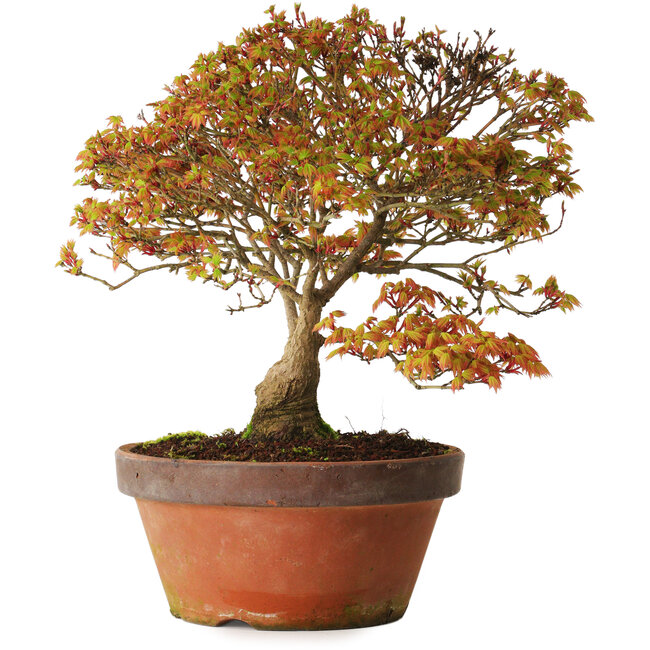 Acer palmatum Kashima, 33 cm, ± 25 Jahre alt, mit einem Wurzelhals von 6 cm