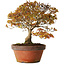 Acer palmatum Kashima, 33 cm, ± 25 jaar oud, met een nebari van 6 cm