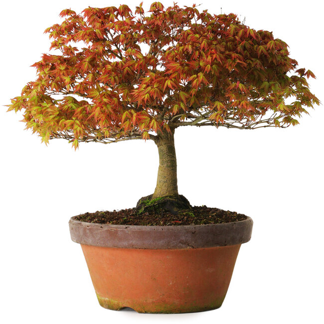 Acer palmatum Kashima, 33 cm, ± 25 ans, avec un nebari de 6 cm