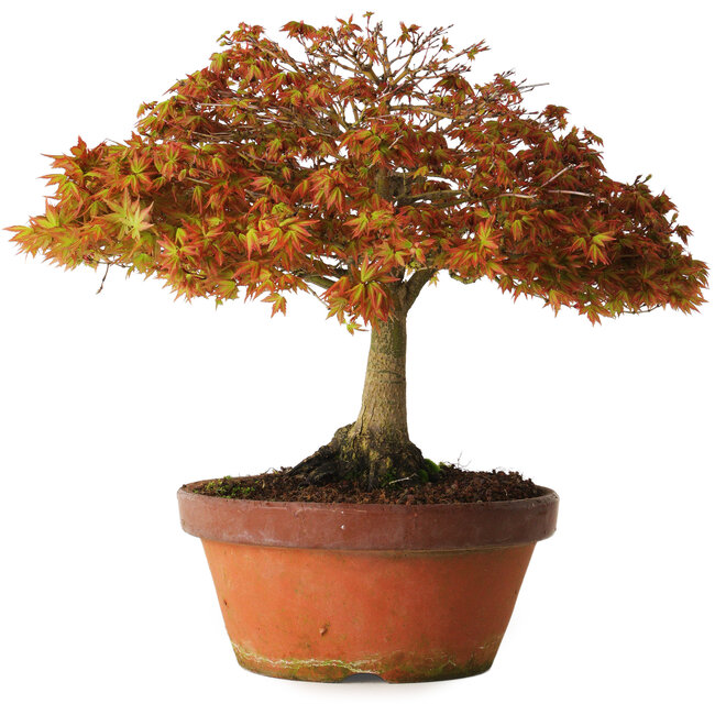 Acer palmatum Kashima, 33 cm, ± 25 anni, con nebari di 6 cm
