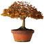 Acer palmatum Kashima, 33 cm, ± 25 Jahre alt, mit einem Wurzelhals von 6 cm