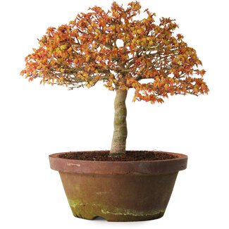 Acer palmatum Kashima, 33 cm, ± 25 years old