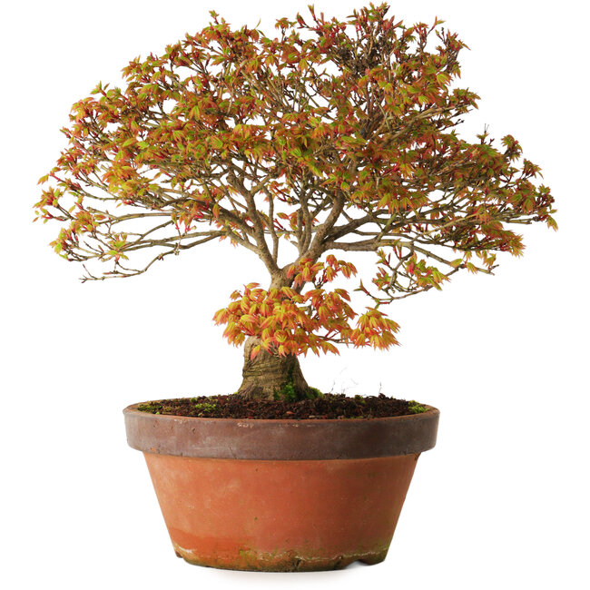 Acer palmatum Kashima, 33 cm, ± 25 jaar oud, met een nebari van 6 cm