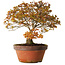 Acer palmatum Kashima, 33 cm, ± 25 Jahre alt, mit einem Wurzelhals von 6 cm
