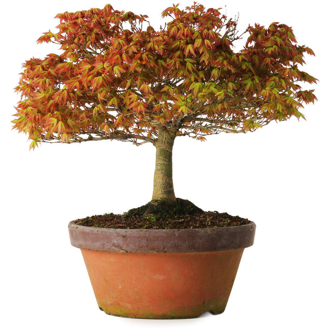Acer palmatum Kashima, 33 cm, ± 25 años, con un nebari de 6 cm.