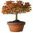 Acer palmatum Kashima, 33 cm, ± 25 anni, con nebari di 6 cm