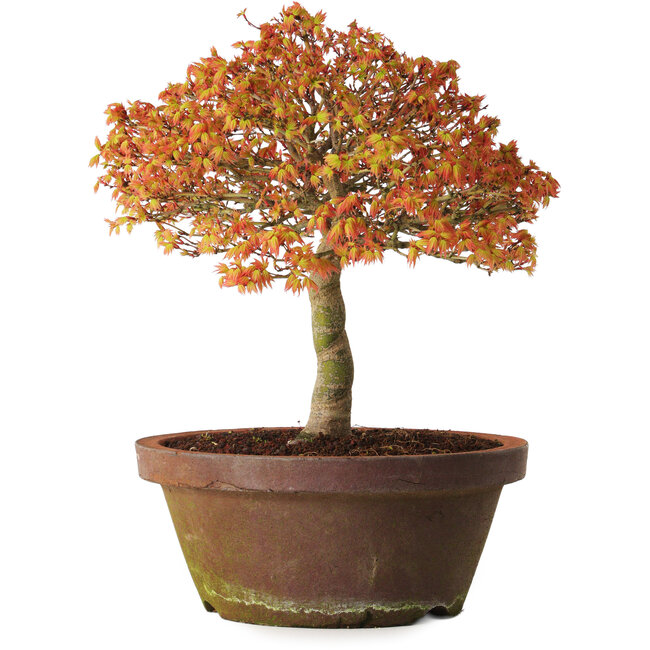 Acer palmatum Kashima, 33 cm, ± 25 Jahre alt, mit einem Wurzelhals von 6 cm
