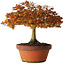 Acer palmatum Kashima, 33 cm, ± 25 Jahre alt, mit einem Wurzelhals von 6 cm