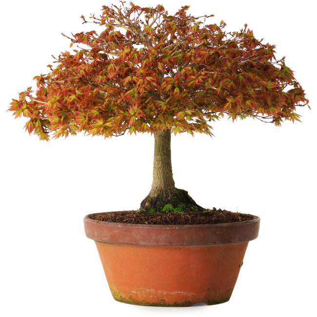 Acer palmatum Kashima, 33 cm, ± 25 Jahre alt, mit einem Wurzelhals von 6 cm