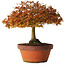 Acer palmatum Kashima, 33 cm, ± 25 años, con un nebari de 6 cm.
