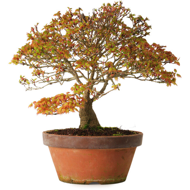 Acer palmatum Kashima, 33 cm, ± 25 years old, with a nebari of 6 cm