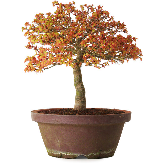 Acer palmatum Kashima, 33 cm, ± 25 Jahre alt, mit einem Wurzelhals von 6 cm