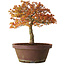 Acer palmatum Kashima, 33 cm, ± 25 Jahre alt, mit einem Wurzelhals von 6 cm