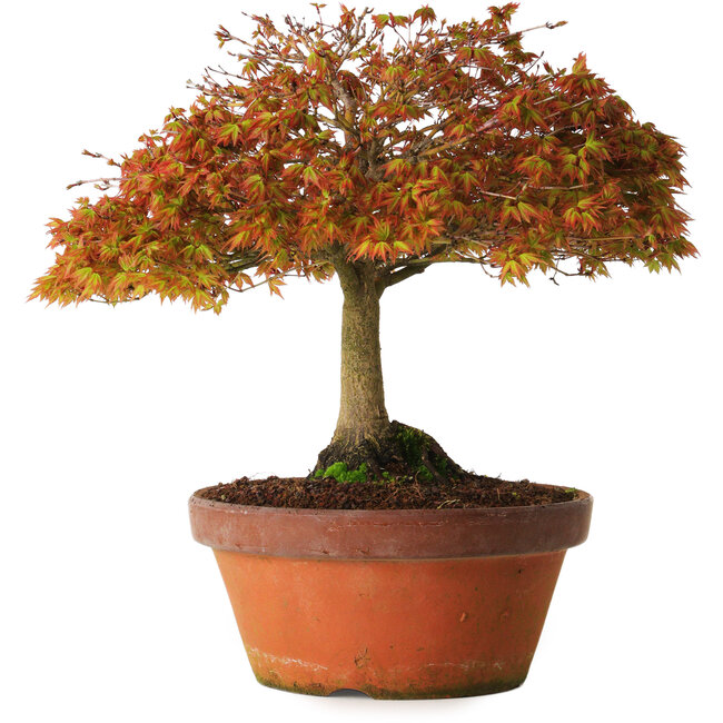 Acer palmatum Kashima, 33 cm, ± 25 Jahre alt, mit einem Wurzelhals von 6 cm