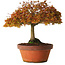 Acer palmatum Kashima, 33 cm, ± 25 years old, with a nebari of 6 cm