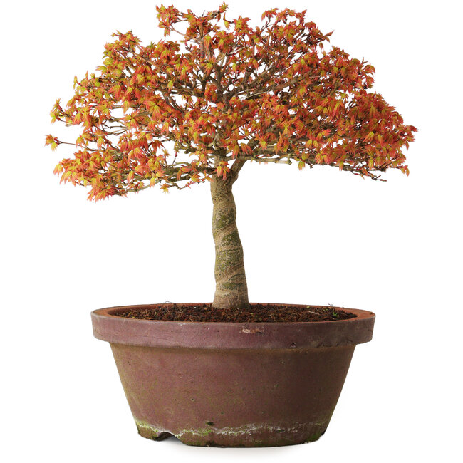 Acer palmatum Kashima, 33 cm, ± 25 anni, con nebari di 6 cm