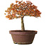 Acer palmatum Kashima, 33 cm, ± 25 jaar oud, met een nebari van 6 cm