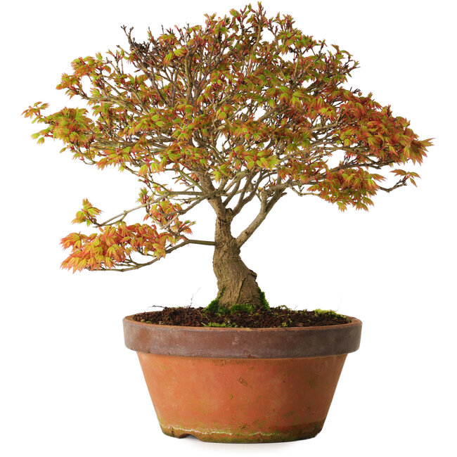 Acer palmatum Kashima, 33 cm, ± 25 anni, con nebari di 6 cm