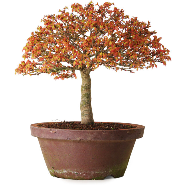 Acer palmatum Kashima, 33 cm, ± 25 años, con un nebari de 6 cm.