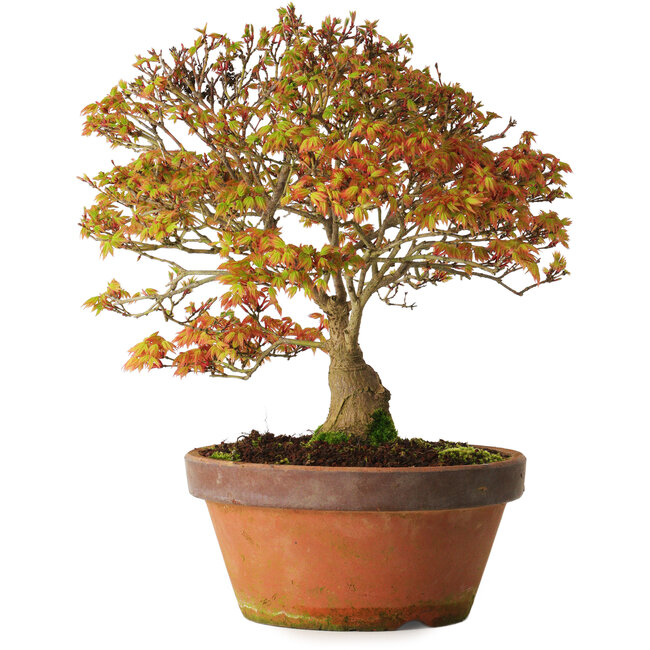 Acer palmatum Kashima, 33 cm, ± 25 ans, avec un nebari de 6 cm